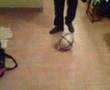 cdy of ball