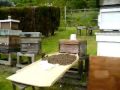 bee-swarm-pt1