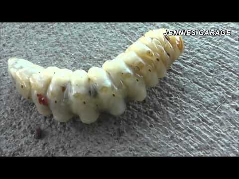 woodworm - This is a creature I found on my property as I was extracting a rotten willow tree stump. I'm not sure what it is. I think it is the larval stage of an old h...