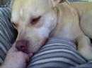 Viscious Pit Bull