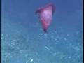 Mystery of the deep #3: Enypniastes, the see-through swimming sea cucumber Mystery of the deep #3: Enypniastes, the see-through swimming sea cucumber