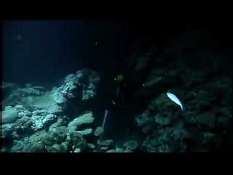 Nautilus