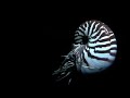 Nautilus