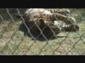 videos de The Austin Zoo