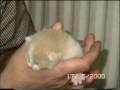 videos de pasen 2000 fl 30