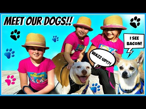 Meet Our Dog Scooter! Kids Pitbull Chihuahua!