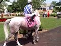 The Thoroughbred Mind Reader