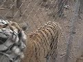Hold That Tiger, Hold That Tiger