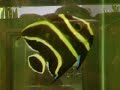 Peixes ornamentais 