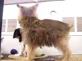funny looking dog part 2 (electric boogaloo)