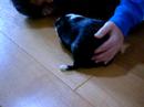 my guinea pig ninga, funny guinea pig