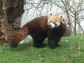 Cute Red Pandas at Newquay Zoo Cute Red Pandas at Newquay Zoo