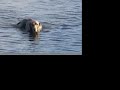 Luther Takes a Swim v.2