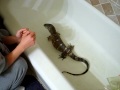 Houdini ( black throat Monitor ) - YouTube http://ping.fm/Fybh3