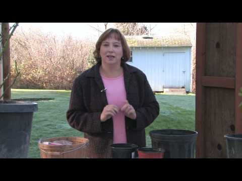 how to replant dead tulips