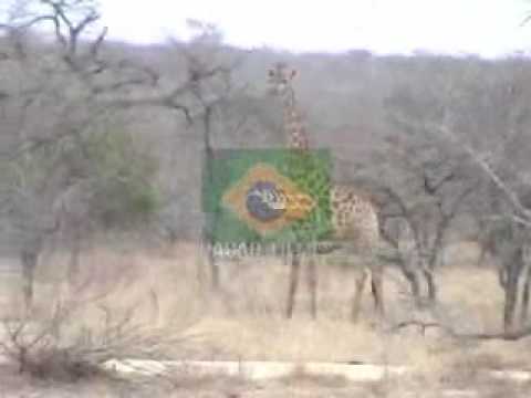 SAFARI AFRICA DO SUL 2005 - NAÇÃO FILMES
