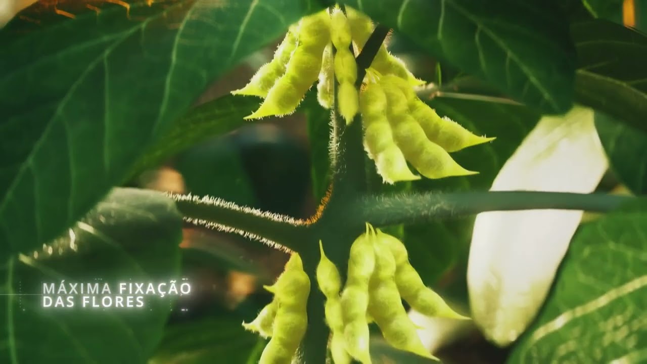 Conheça MBio Floresce: Florada perfeita e potência máxima na sua lavoura