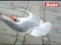 Seagull Goes Shoplifting Seagull Goes Shoplifting