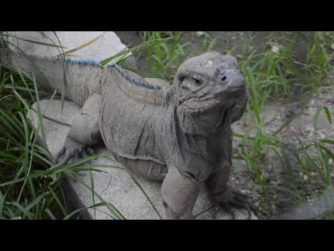 YouTube reptile video
