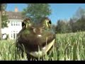 Frog thinks hes a cat