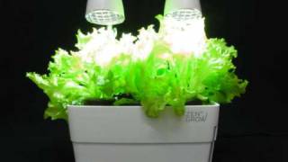 ZENGROW™ tabletop garden - time lapse 25 days