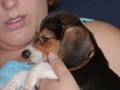Beagle video
