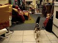 Kitten plays fetch!