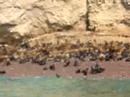 asses lobos del mar