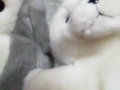 Click here to watch this video リズム天国してみた【シロクマとペンギン】