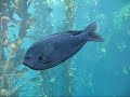 Monterey Bay Aquarium Collection