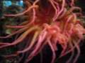Monterey Bay Aquarium Collection