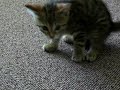 Click here to watch this video Little kitty Nala having fun