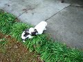 トイプードル動画