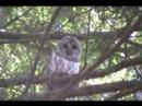 Strix Varia - Barred Owl - Bradley Pond Strix Varia - Barred Owl - Bradley Pond