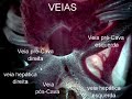 Biologia: Sistema Cardiovascular de Anfíbios (Prof. Toid)