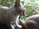 My Cat My Cat
