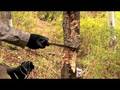 videos de Chopping Down a Tree with Ontario Marine Raider knife