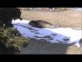 Seal on west point island