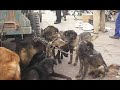 the live skinning of animals in china animaux violences.html