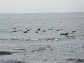 Common Eiders