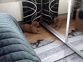 Enzo & valpen i spegeln;)