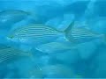 Buceo Paraiso Buceo Paraiso
