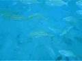Buceo Paraiso