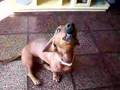 Salchicha video