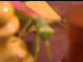 Pink Mantis