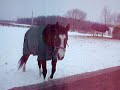horse attacking hildago horse attacking hildago