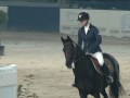 Robin Breunis Black Dancer Hippisch Hengelo