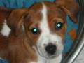 videos de louna jack russel