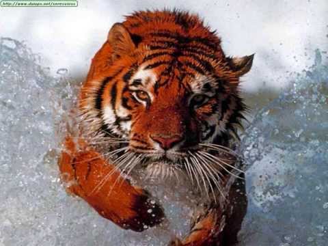 SIBERIAN TIGER