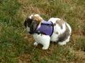 Oliver Out Hoppin' Around !  855